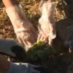 Доброволци разчистват междублокови пространства във Варна