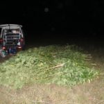 канабис село Чупрене