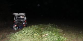 канабис село Чупрене