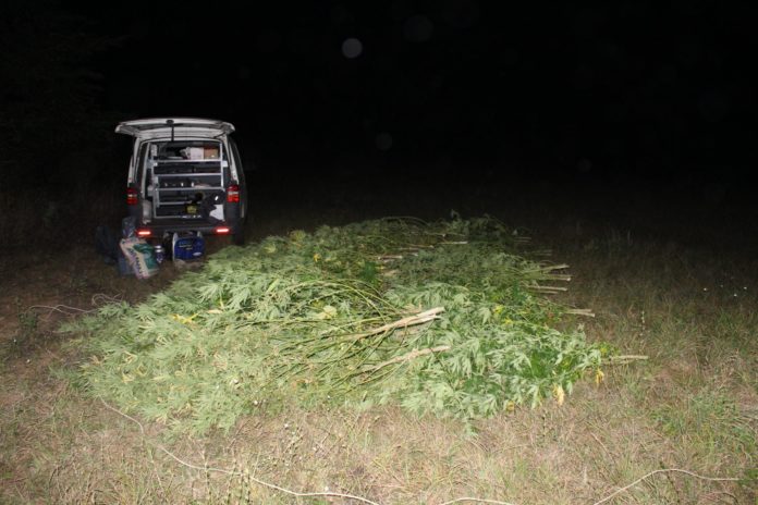 канабис село Чупрене