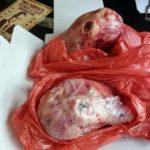 Агнешки глави