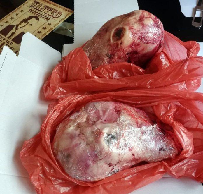 Агнешки глави