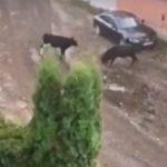 Два бика -Лозенец