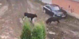 Два бика -Лозенец