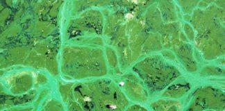 Цианобактерии