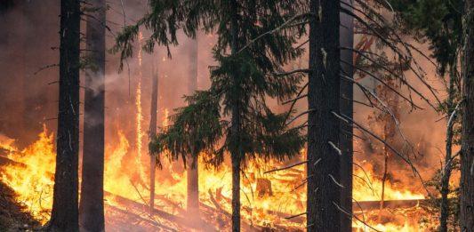 Горски пожари