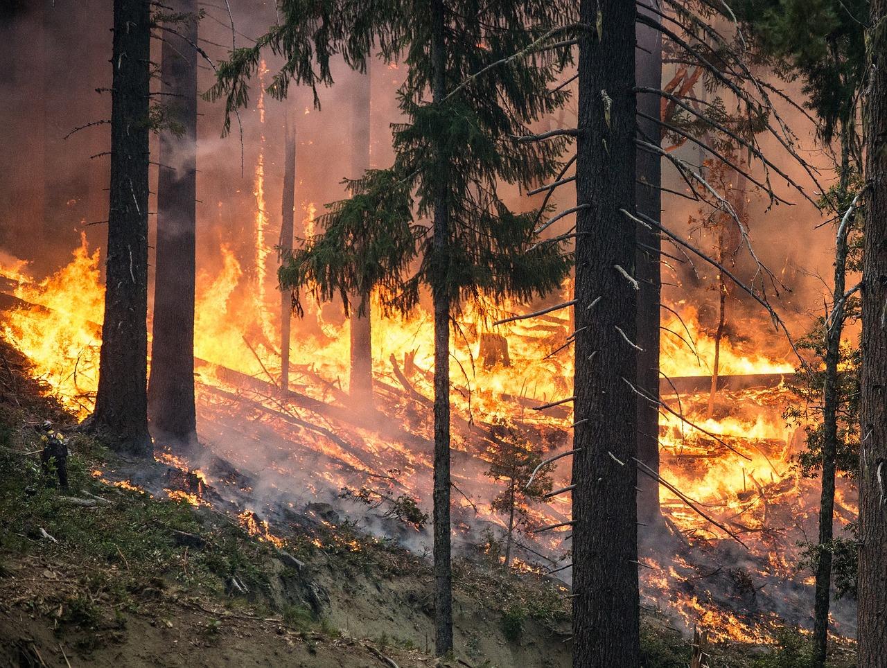 Над 40 души са загинали вследствие на опасни горски пожари