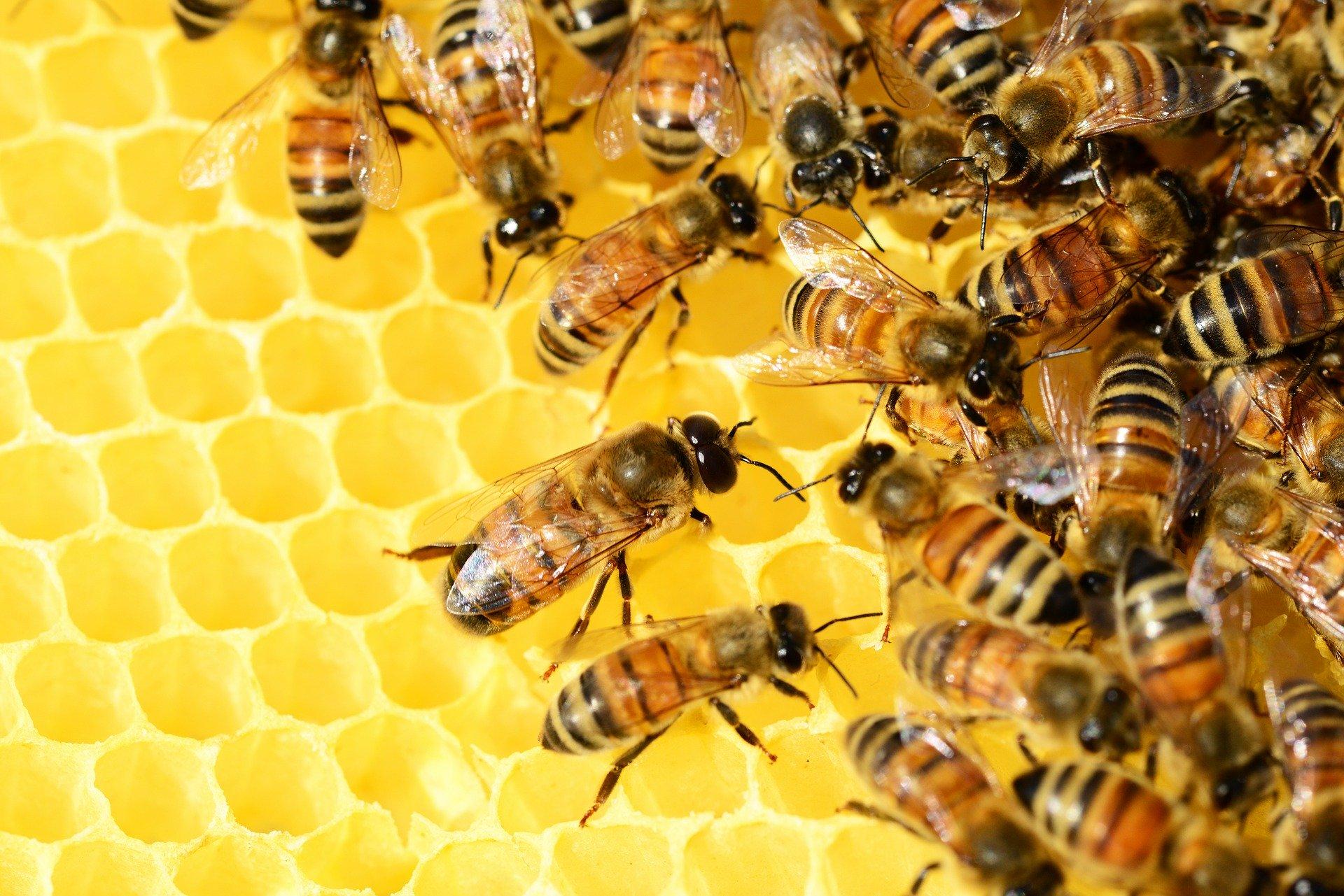 Пчеларите протестират пред Министерството на земеделието Част от лозунгите гласят