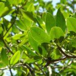 Мангрови дървета