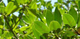 Мангрови дървета