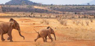Слонове, пейзаж.
