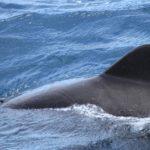 Пилотен кит.