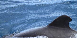 Пилотен кит.