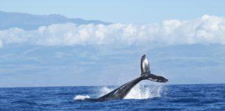 Кит се гмурка.