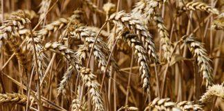 Пшеница
