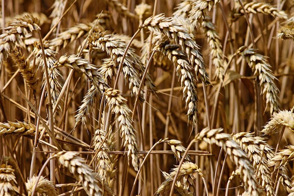 Цените на пшеницата се повишиха рязко на световните пазари след