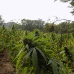 Нива с канабис