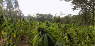 Нива с канабис