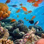 Коралов риф и риби.