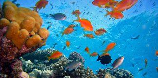 Коралов риф и риби.