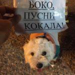 Протестиращи