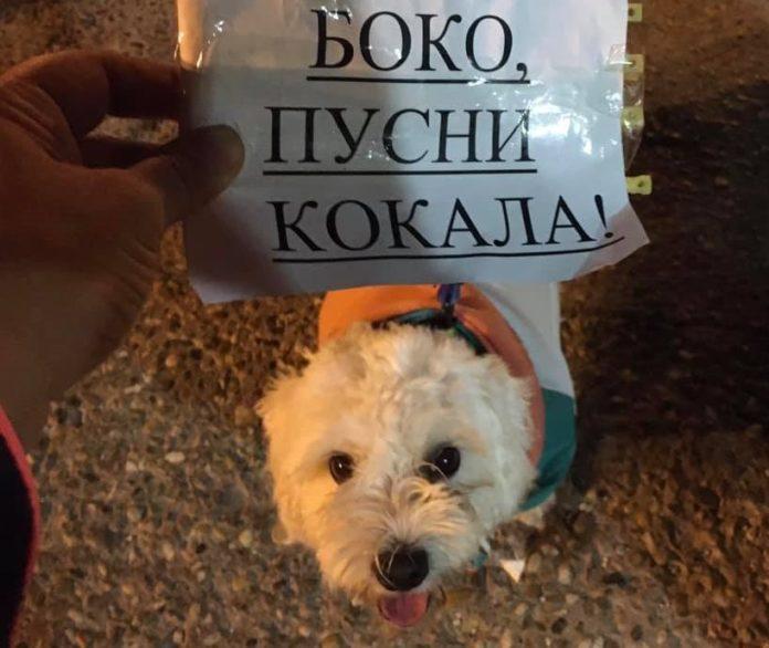 Протестиращи