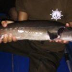 бракониери