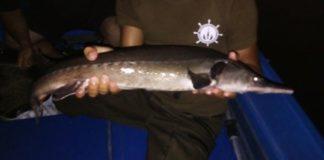 бракониери