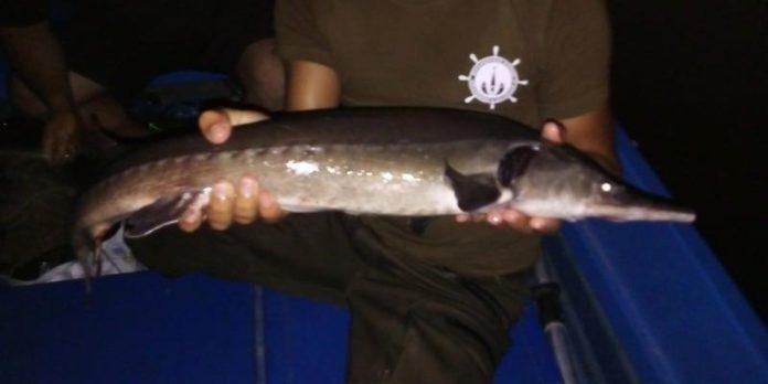 бракониери