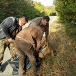 Блъсната сърничка