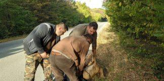 Блъсната сърничка