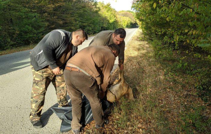 Блъсната сърничка