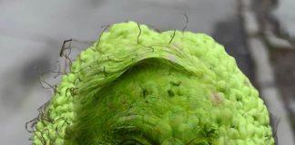 Соросоиден зеленчук