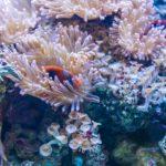 Коралов риф