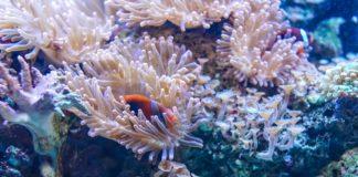 Коралов риф