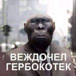 Веждочел гербокотек