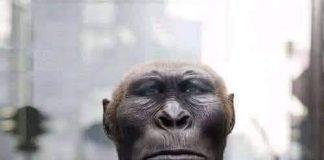 Веждочел гербокотек