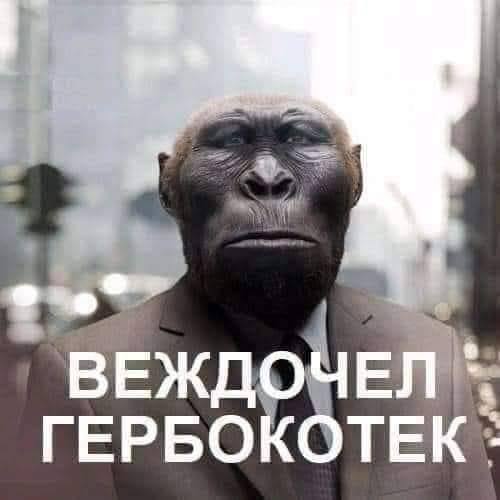 Веждочел гербокотек