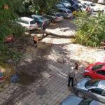 Дърво падна в центъра на Пловдив