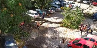 Дърво падна в центъра на Пловдив