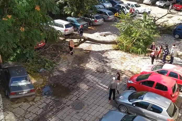 Дърво падна в центъра на Пловдив