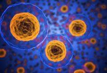 Клетки на човешкото тяло.