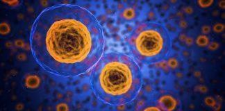 Клетки на човешкото тяло.