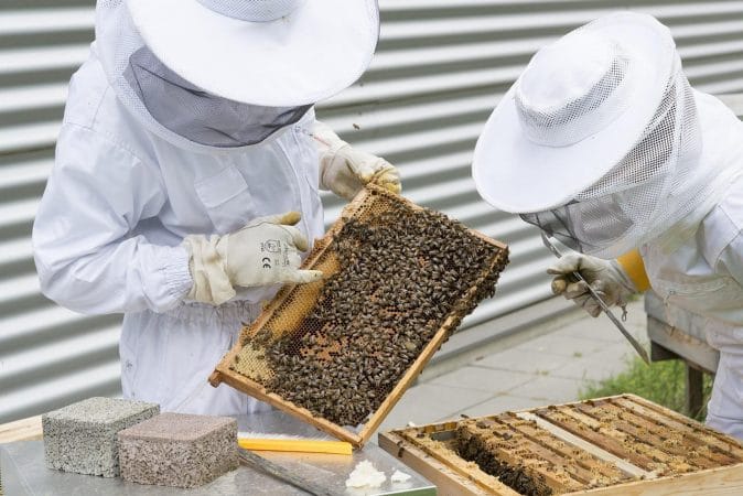Пчеларите Надежда и Недко Митеви от Смолян спечелиха националния приз