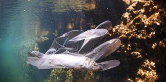 Пластмаса в океана, риба.