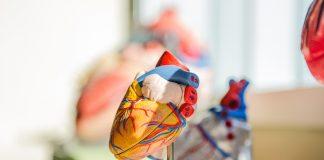 Сърдечен мускул. Снимка: Pixabay.