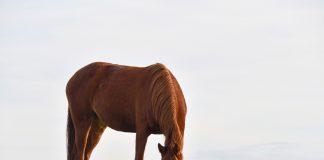 Безпризорен кон. Снимка: Pixabay.