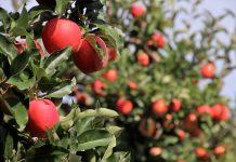 Ябълкови дръвчета. Снимка: Pixabay.