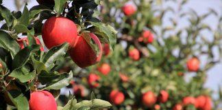 Ябълкови дръвчета. Снимка: Pixabay.