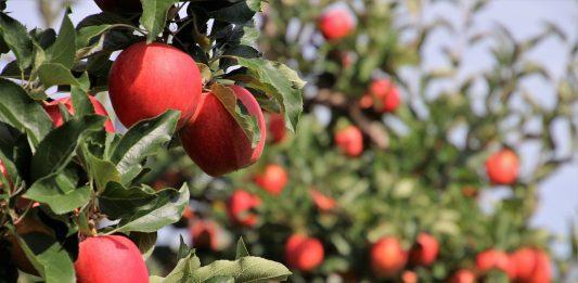 Ябълкови дръвчета. Снимка: Pixabay.